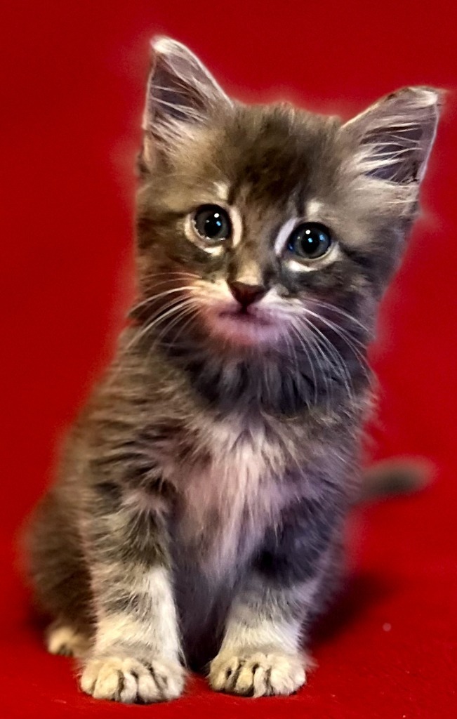 Amadayzee, an adoptable Domestic Long Hair, Siberian in New Braunfels, TX, 78130 | Photo Image 2