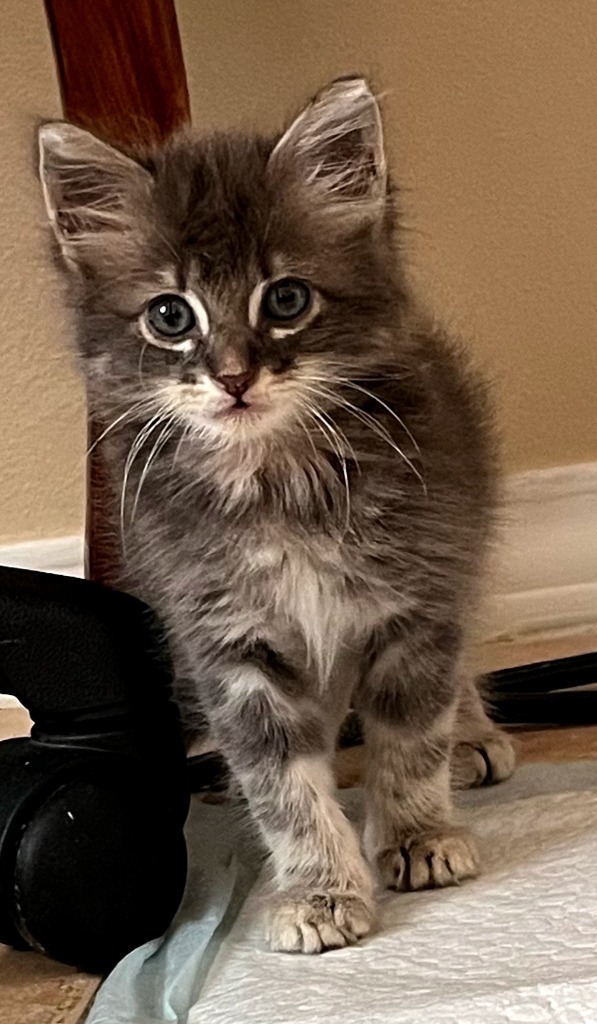 Amadayzee, an adoptable Domestic Long Hair, Siberian in New Braunfels, TX, 78130 | Photo Image 3