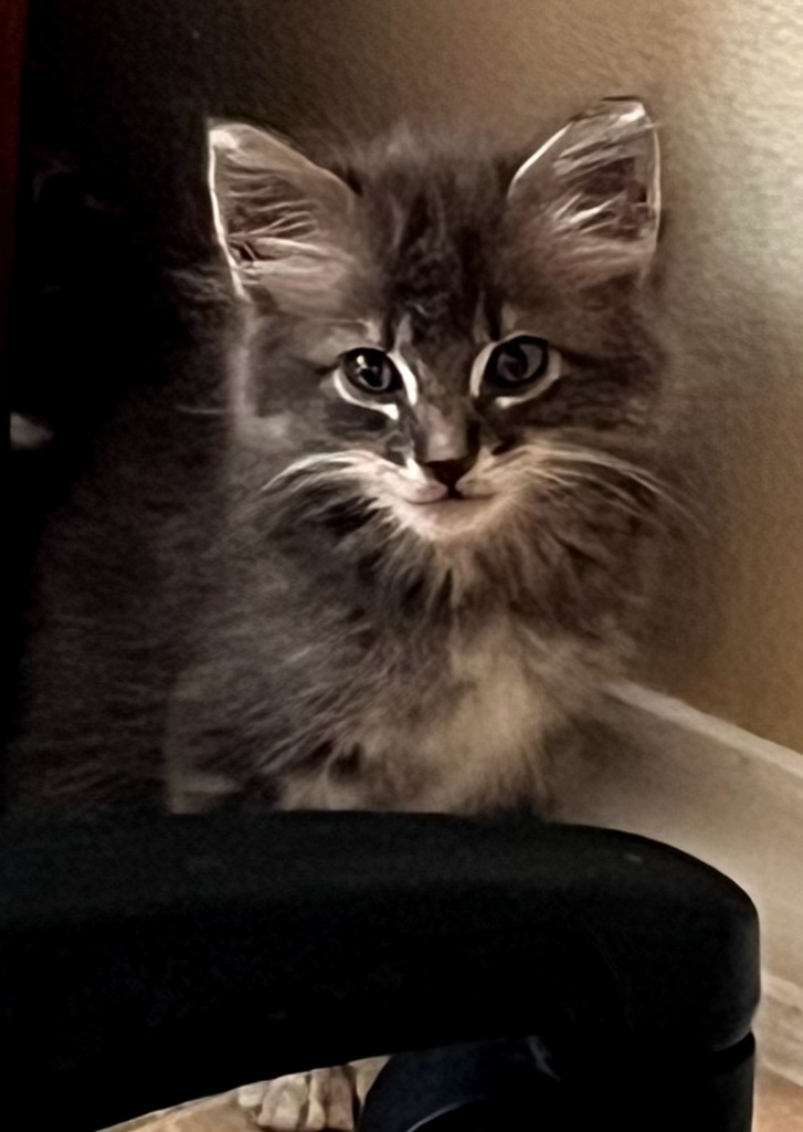 Amadayzee, an adoptable Domestic Long Hair, Siberian in New Braunfels, TX, 78130 | Photo Image 4