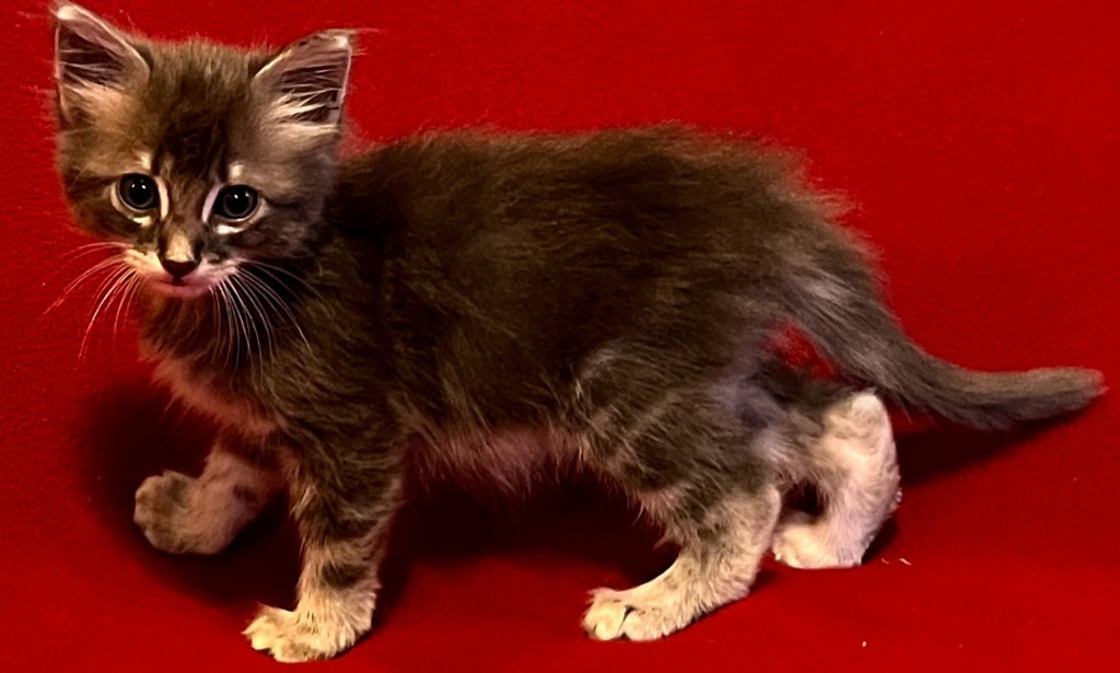 Amadayzee, an adoptable Domestic Long Hair, Siberian in New Braunfels, TX, 78130 | Photo Image 5