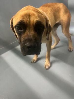 Gumbo, Adult Female unknown