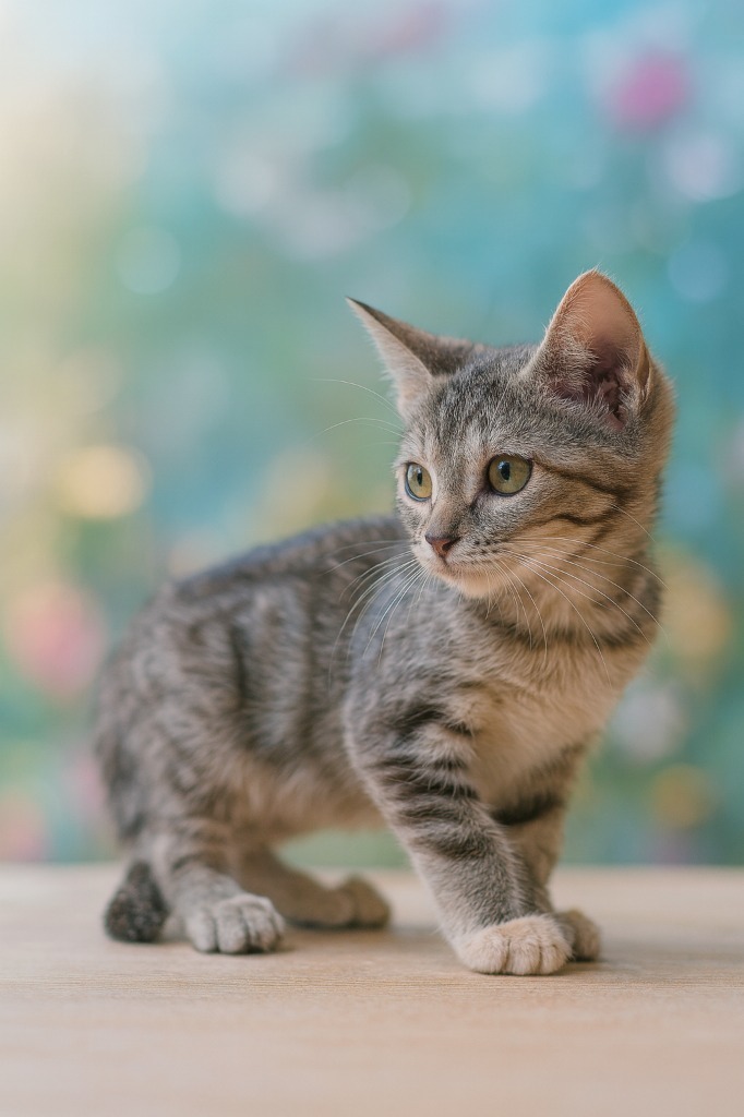 Witch, an adoptable Domestic Short Hair in Corpus Christi, TX, 78415 | Photo Image 1