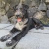 Oscar (COH-A-64384) photo 2