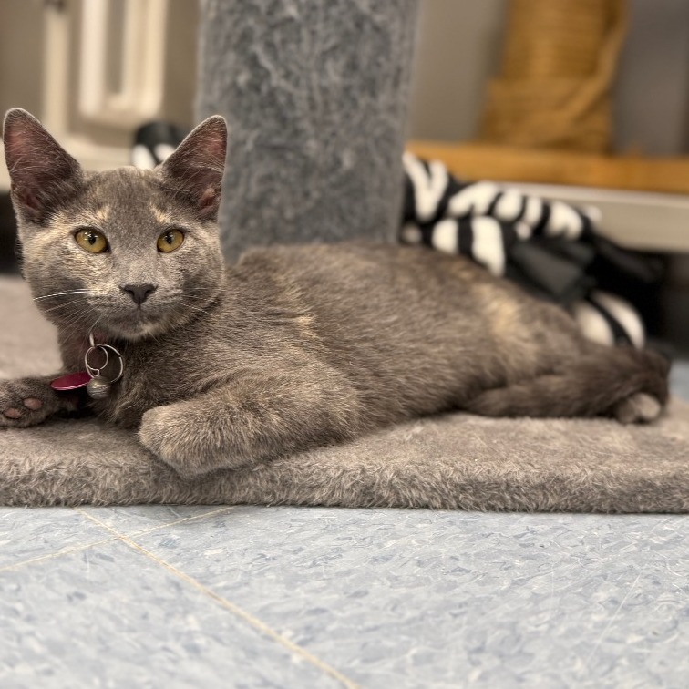 Provolone, an adoptable Domestic Short Hair in Buffalo, WY, 82834 | Photo Image 1