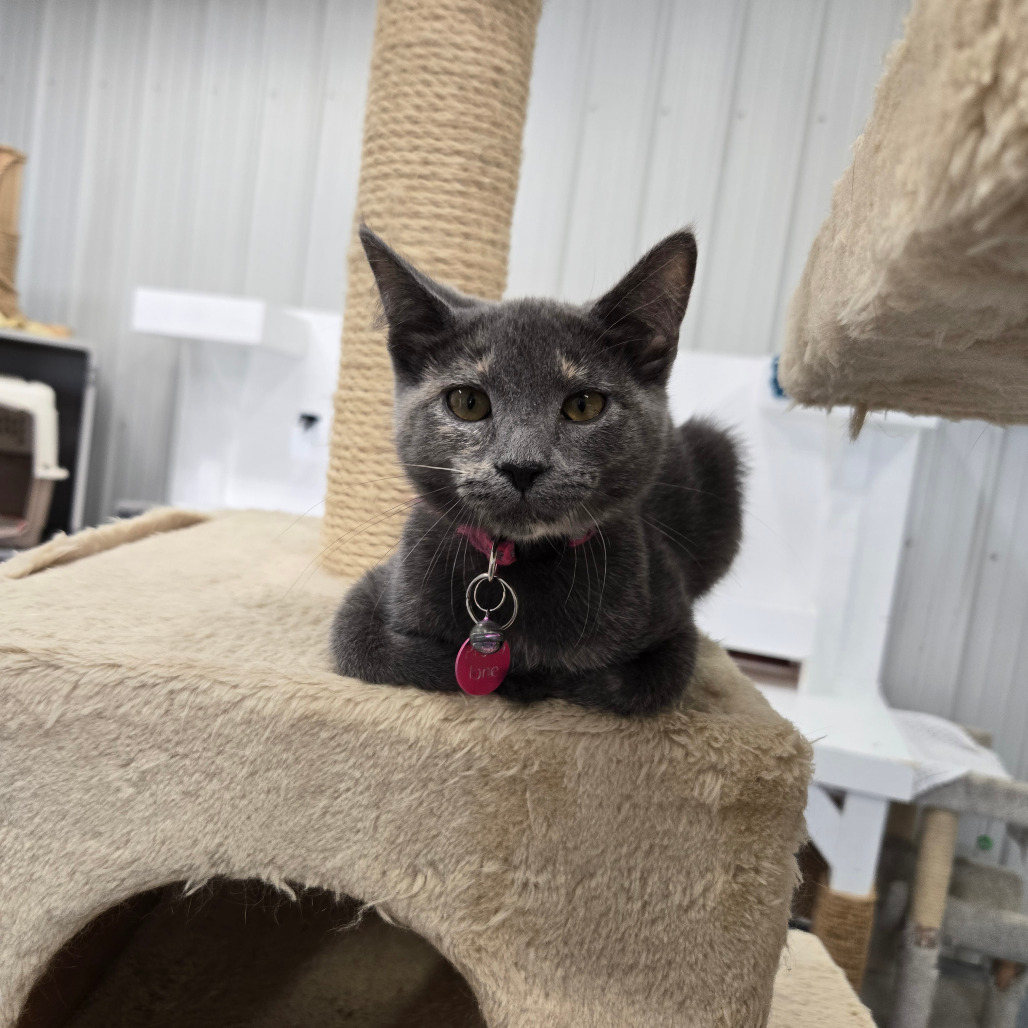 Provolone, an adoptable Domestic Short Hair in Buffalo, WY, 82834 | Photo Image 2