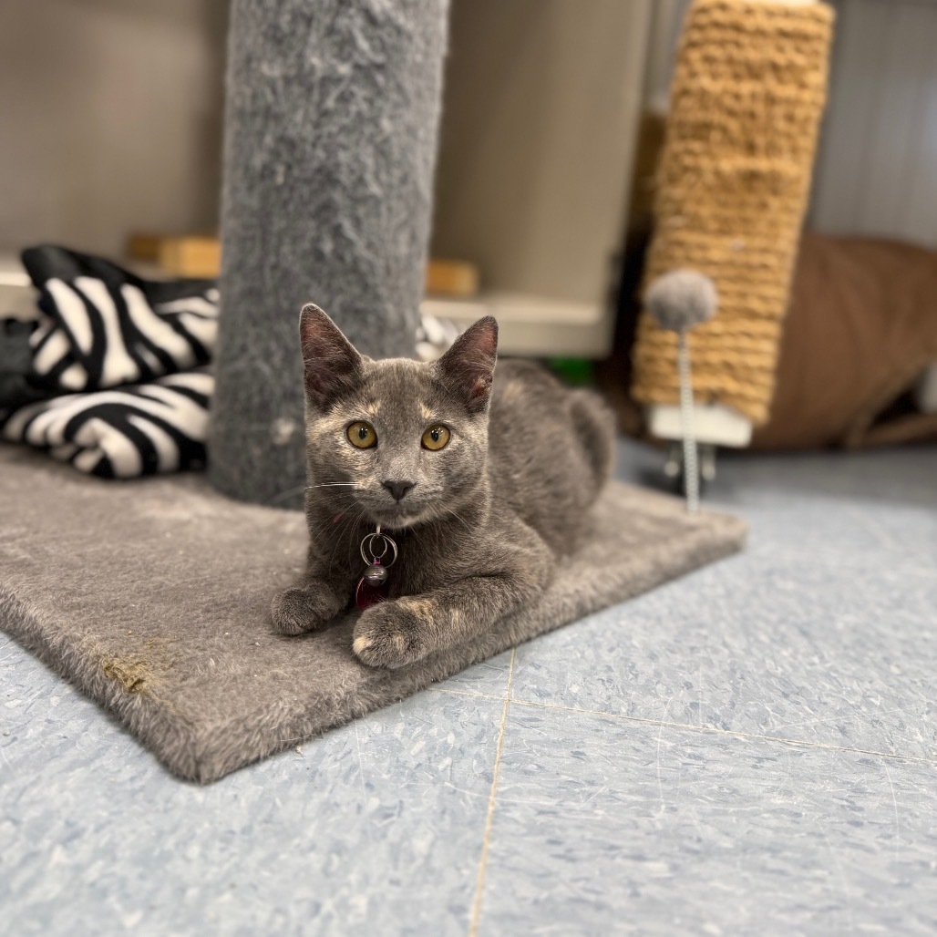 Provolone, an adoptable Domestic Short Hair in Buffalo, WY, 82834 | Photo Image 3