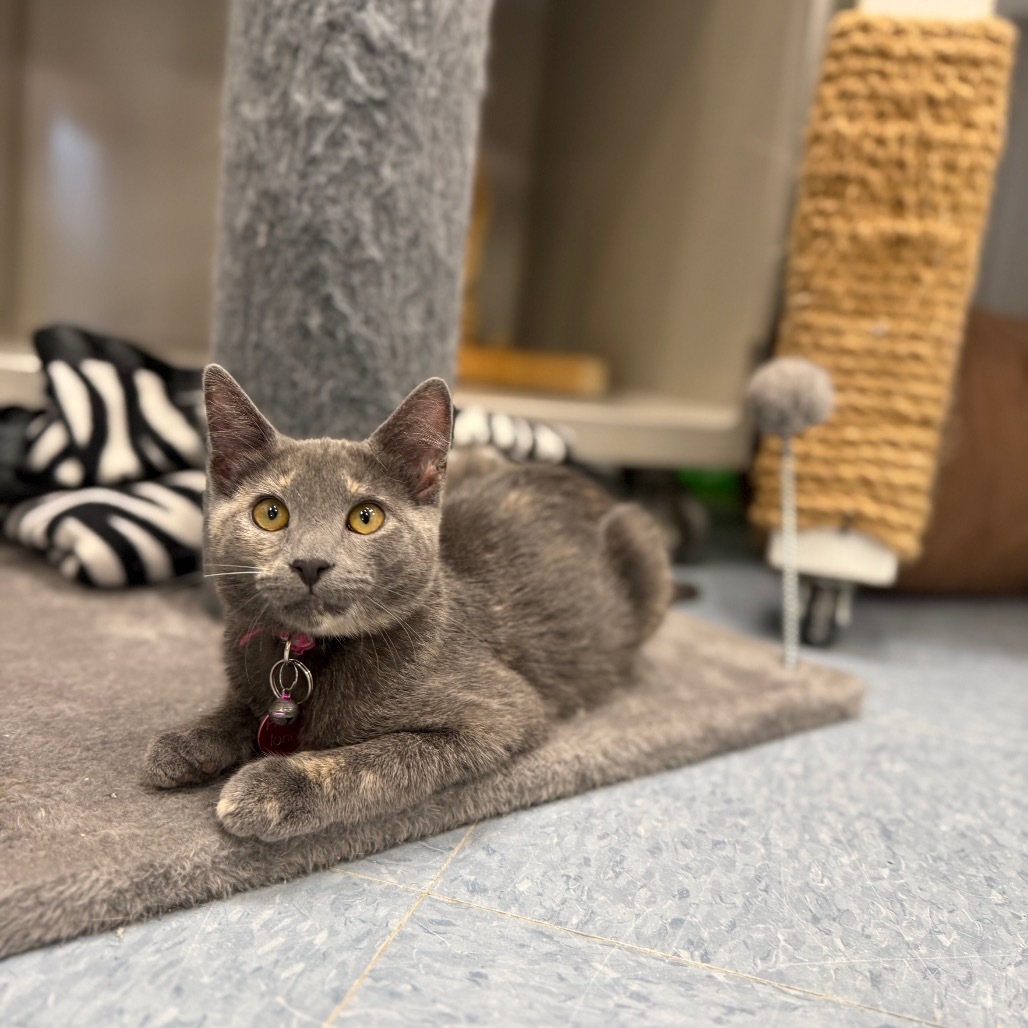 Provolone, an adoptable Domestic Short Hair in Buffalo, WY, 82834 | Photo Image 4