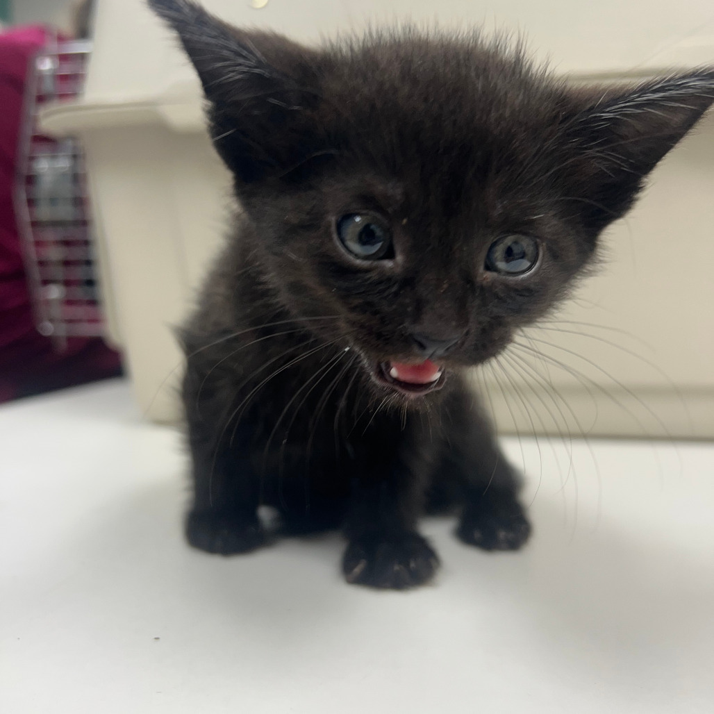 Savannah, an adoptable Domestic Short Hair in Starkville, MS, 39760 | Photo Image 1
