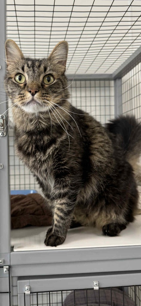 Tigger, an adoptable Domestic Medium Hair in Brookings, OR, 97415 | Photo Image 1