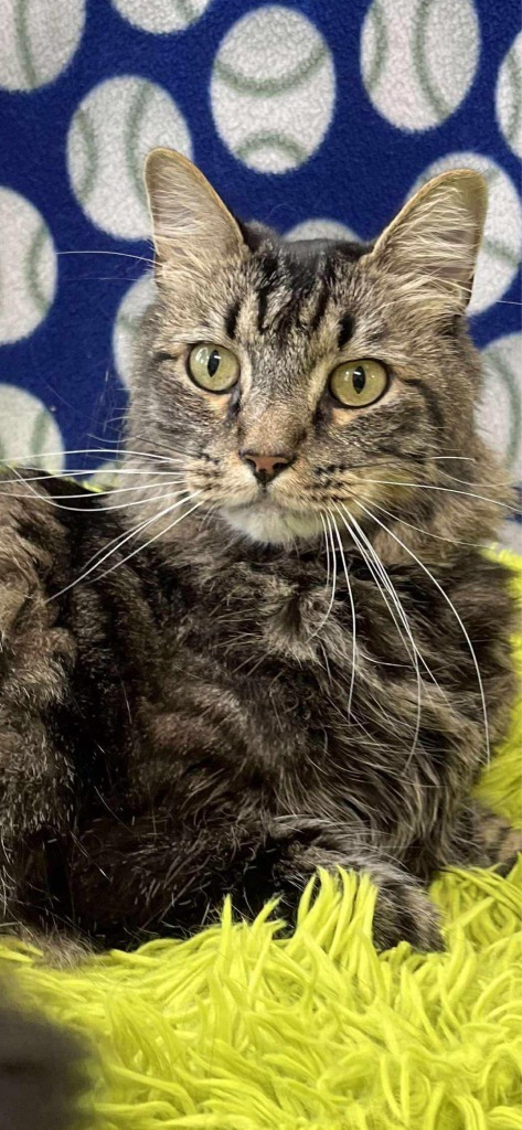 Tigger, an adoptable Domestic Medium Hair in Brookings, OR, 97415 | Photo Image 2