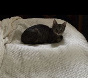 BUSTER AND POTTER, Young Male unknown