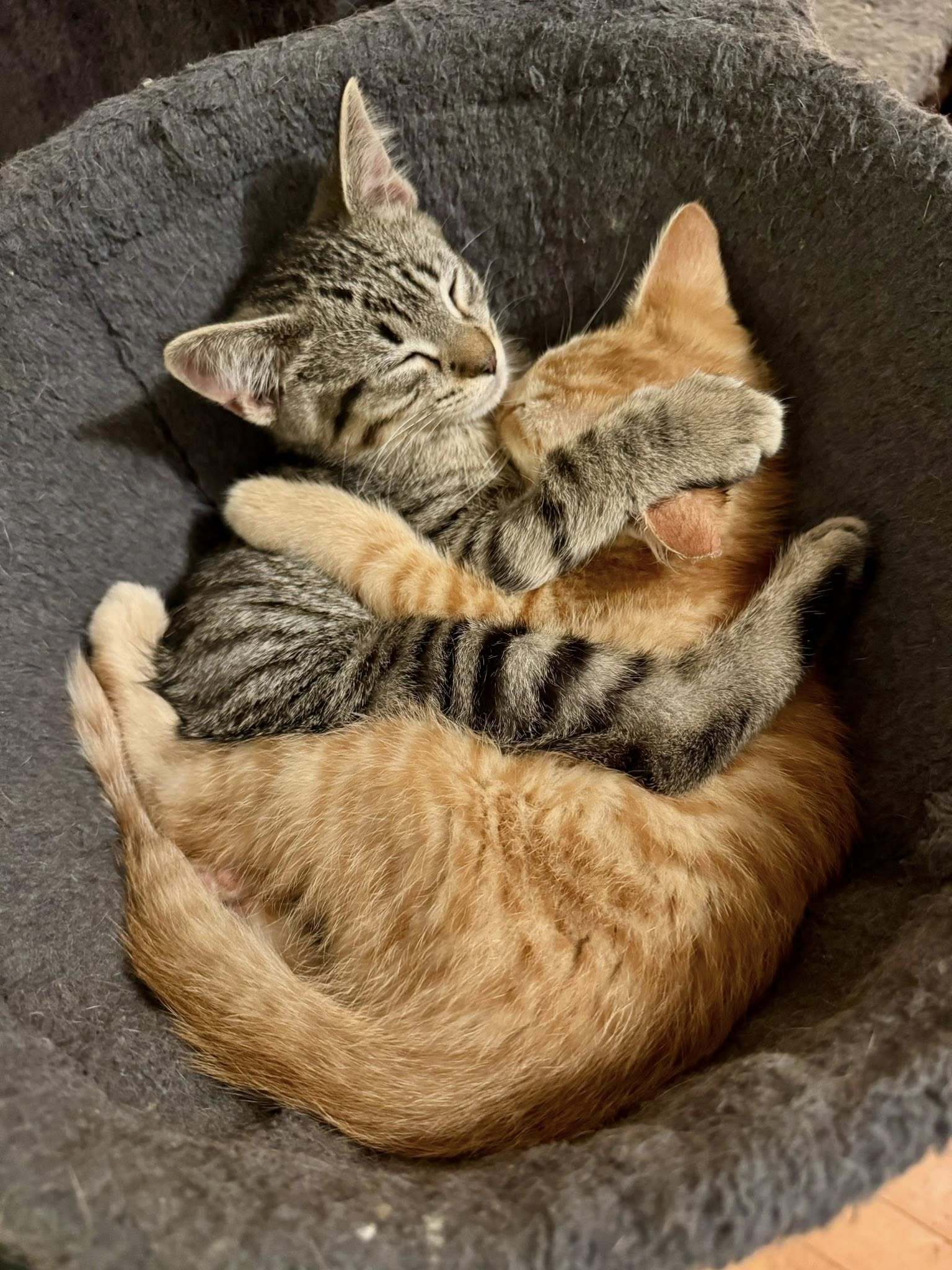 Echo & Bobby Flay (Bonded Pair)