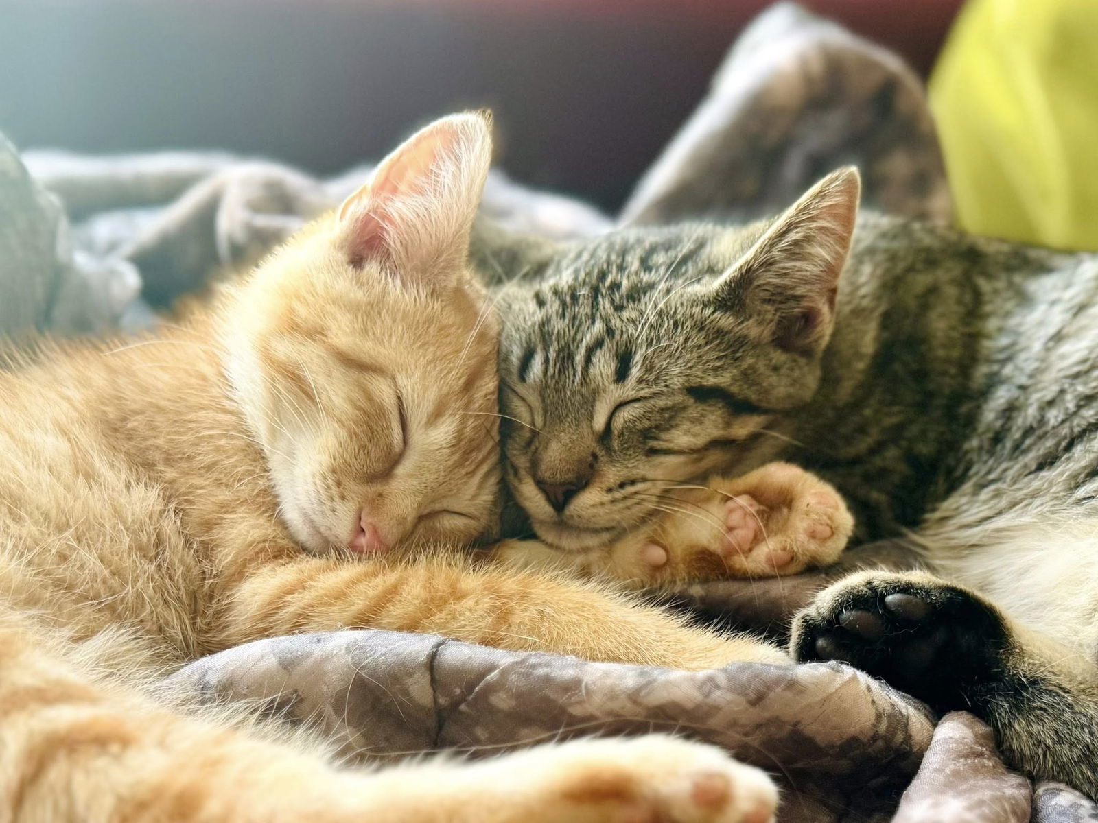 Echo & Bobby Flay (Bonded Pair)