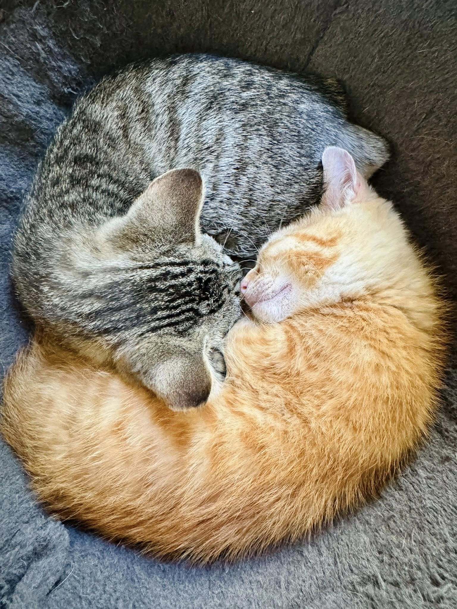 Echo & Bobby Flay (Bonded Pair)