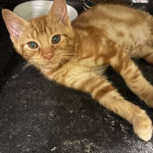 Chester Cheese, Baby Male unknown