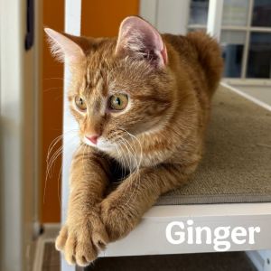 Ginger, Young Female unknown