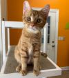 Ginger photo 3