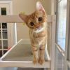 Ginger photo 4