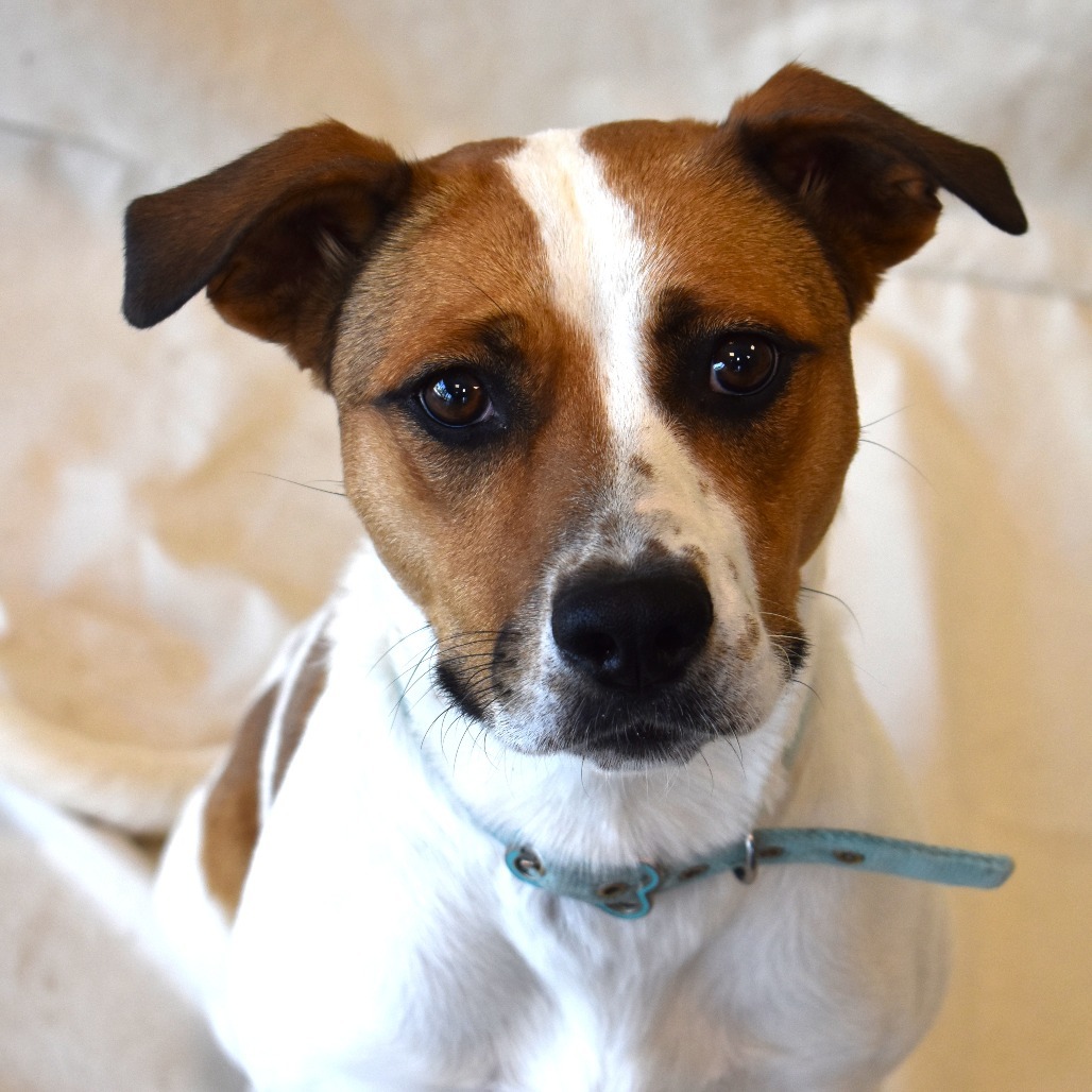 Magnolia, an adoptable Pit Bull Terrier, Jack Russell Terrier in Rifle, CO, 81650 | Photo Image 1