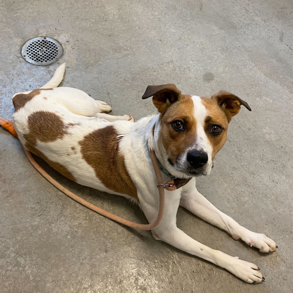 Magnolia, an adoptable Pit Bull Terrier, Jack Russell Terrier in Rifle, CO, 81650 | Photo Image 2