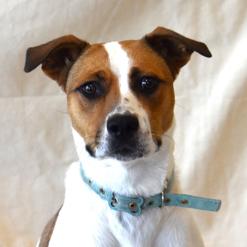 Magnolia, an adoptable Pit Bull Terrier, Jack Russell Terrier in Rifle, CO, 81650 | Photo Image 3