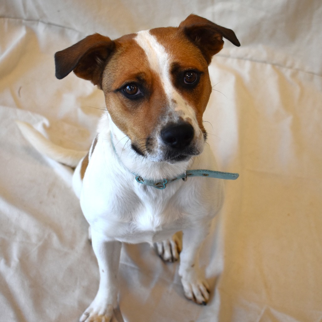 Magnolia, an adoptable Pit Bull Terrier, Jack Russell Terrier in Rifle, CO, 81650 | Photo Image 4