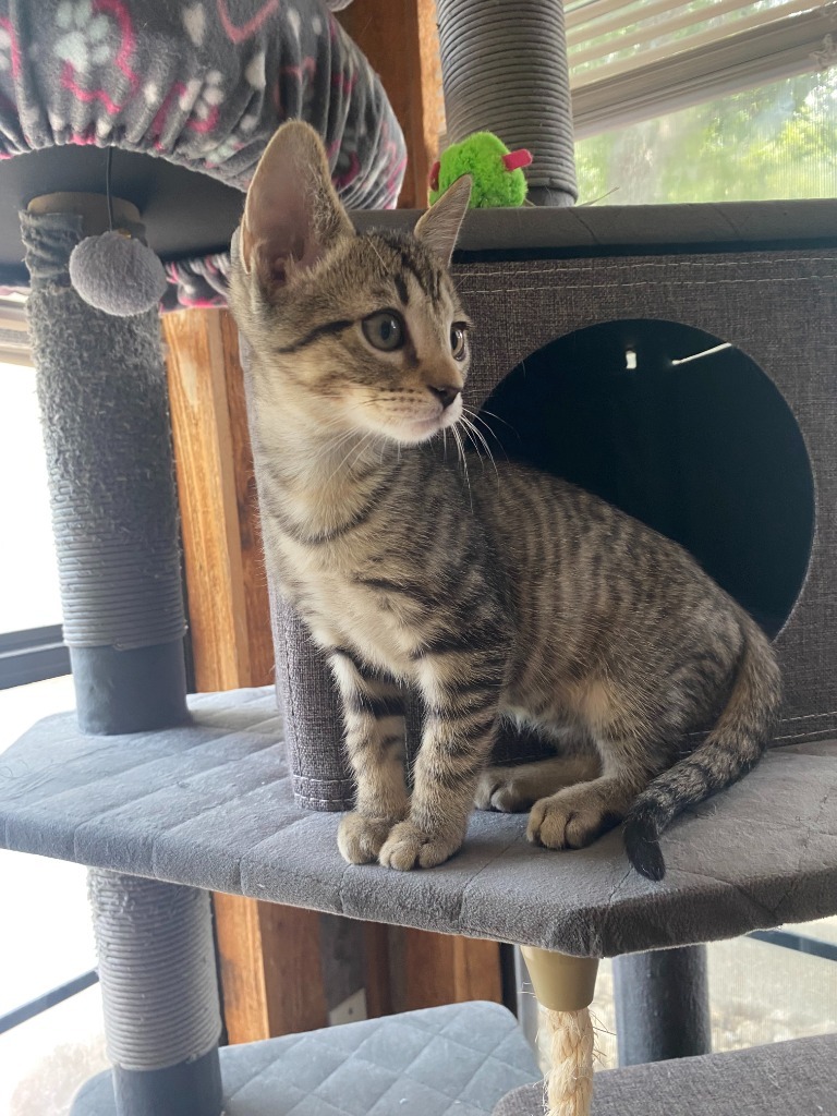 Purrceval