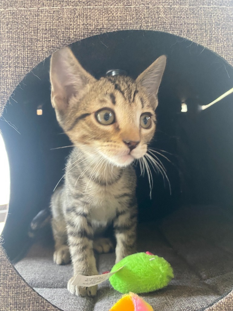Purrceval