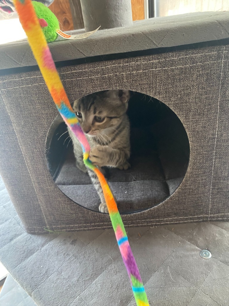 Purrceval