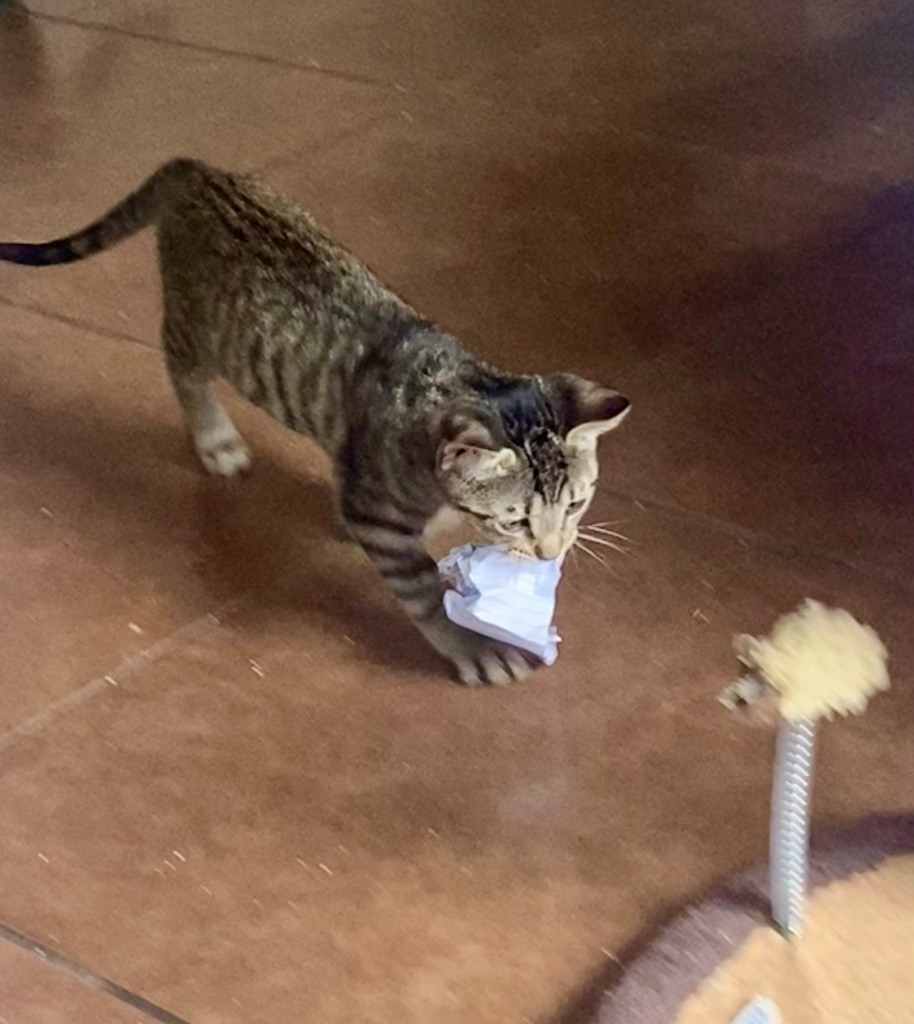 Purrceval