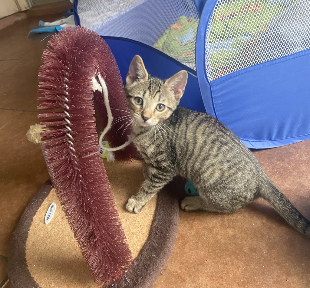 Purrceval