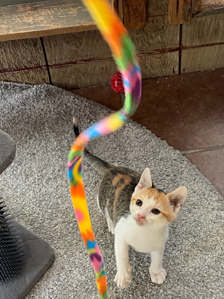 Purrsnickitty