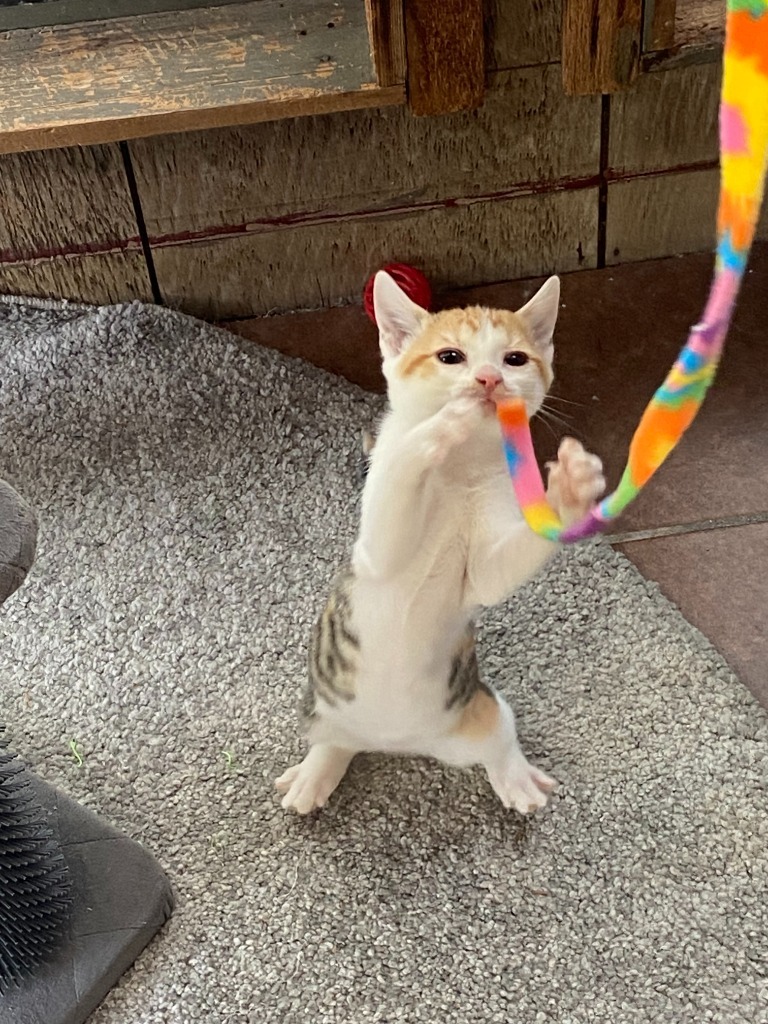 Purrsnickitty