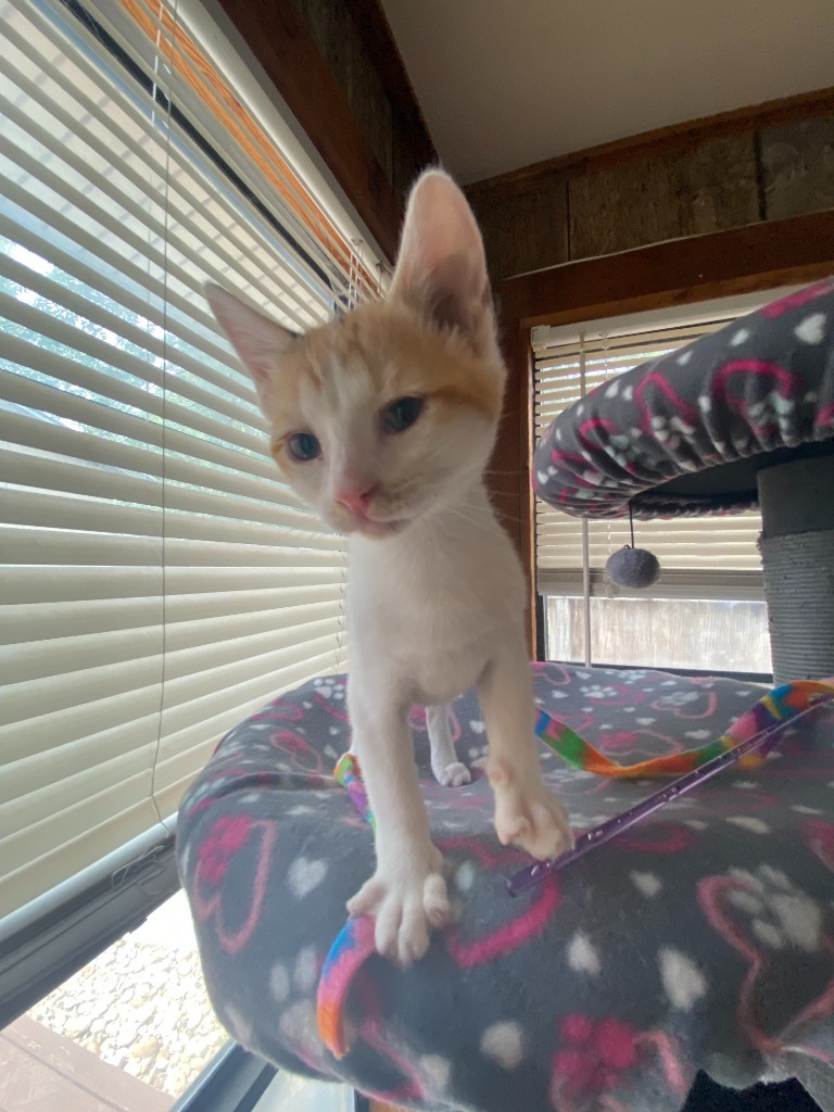 Purrsnickitty