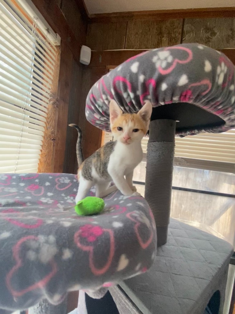 Purrsnickitty