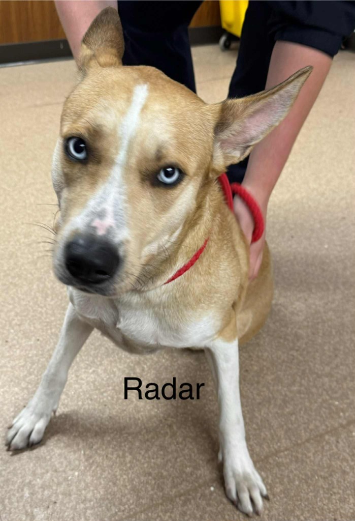 Radar