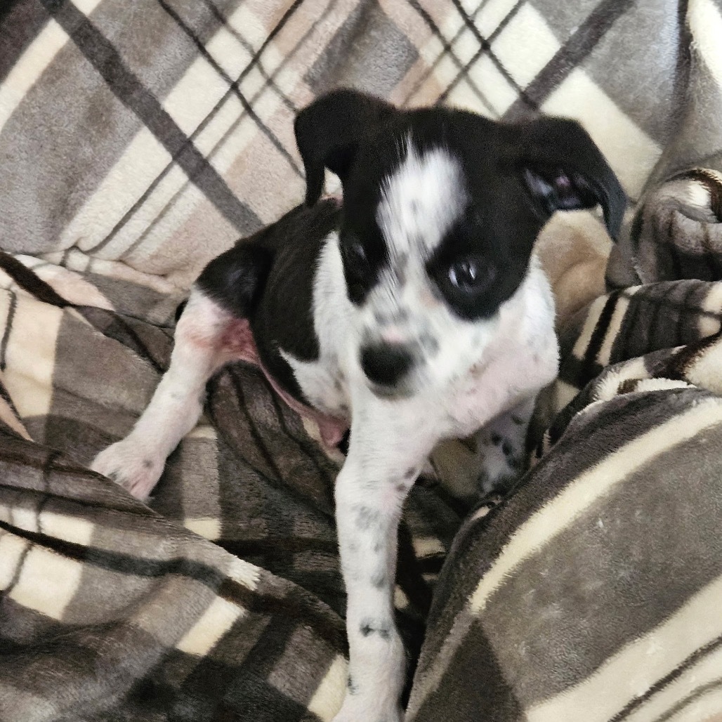 Toto