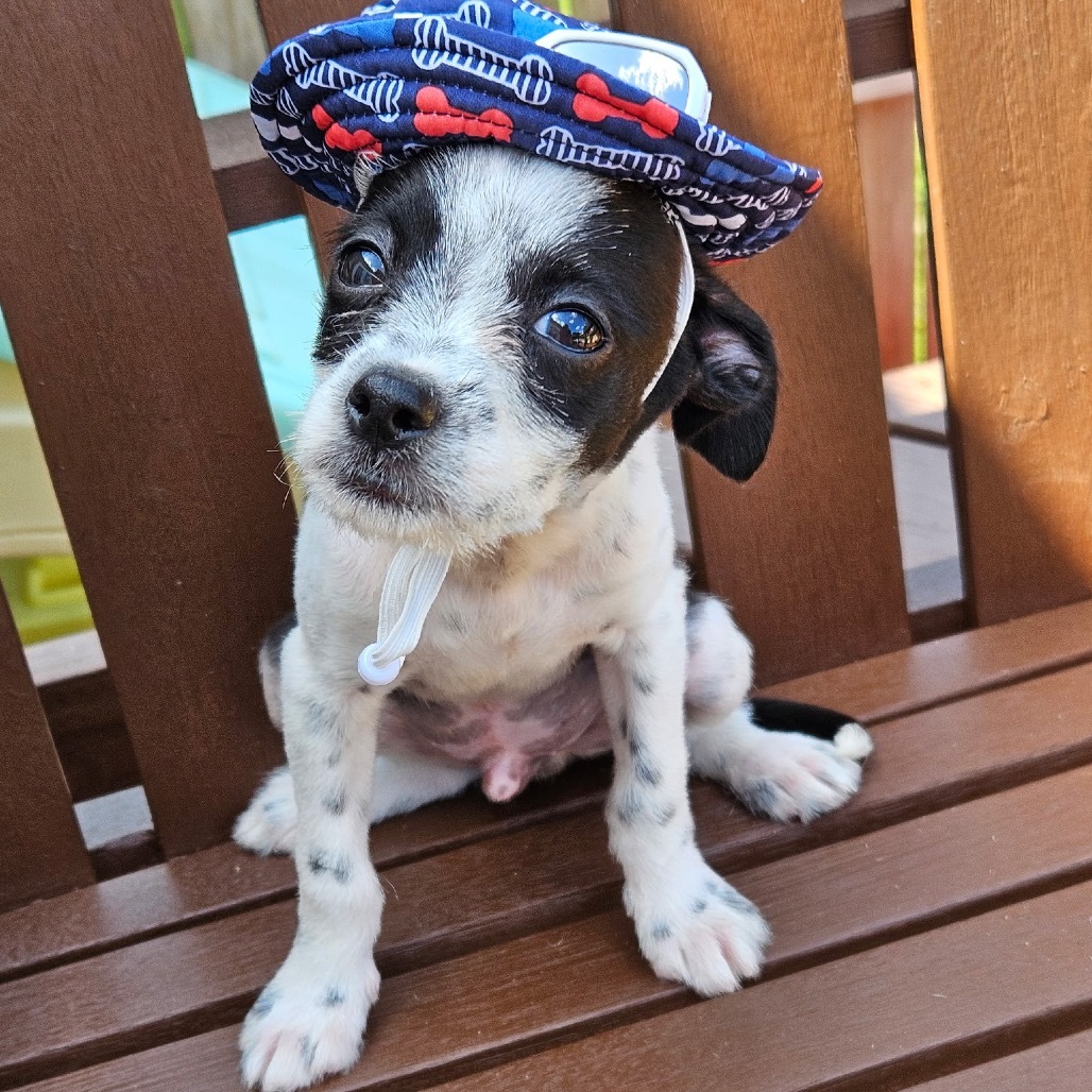Toto