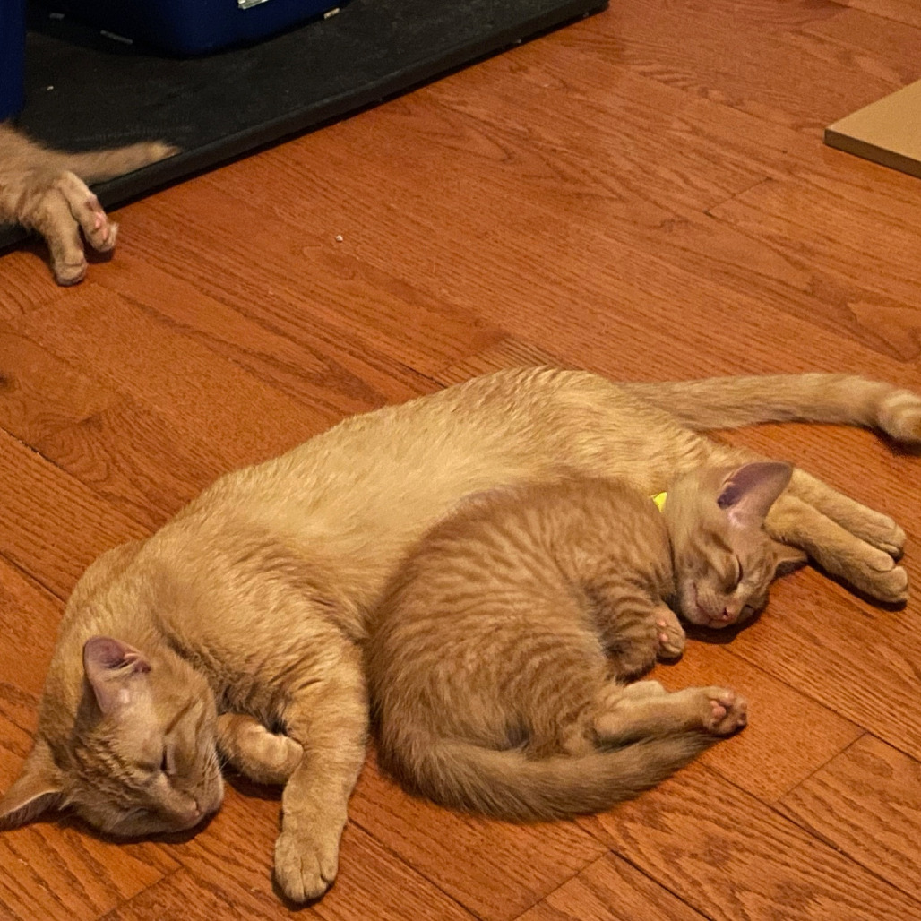 The Ghibli Family - Willow