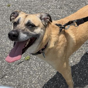Sadie, Adult Female unknown