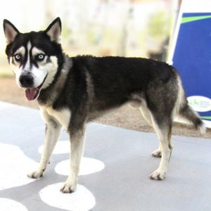Niko, Adult Male unknown