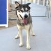 Koda photo 1