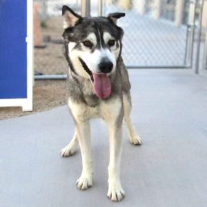 Koda, Adult Male unknown