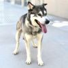 Koda photo 2