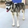 Koda photo 3
