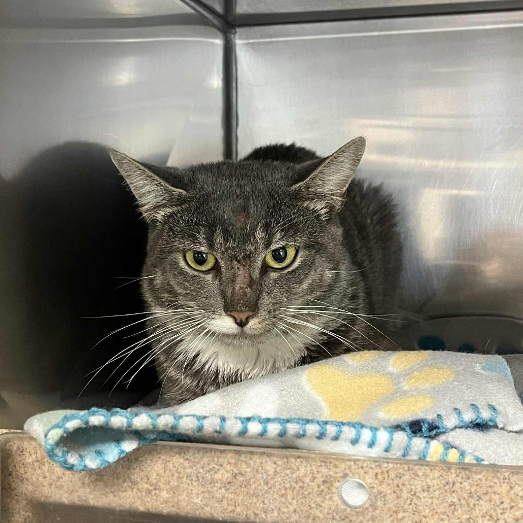 SVAS-Stray-37411