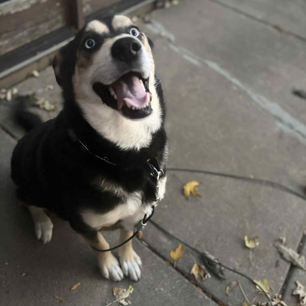 Bo