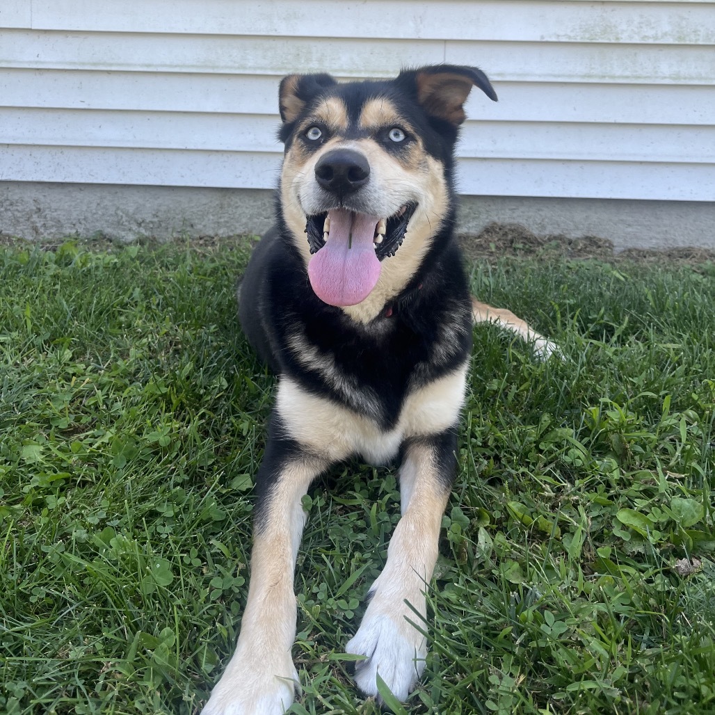 Bo