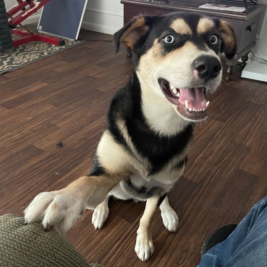 Bo