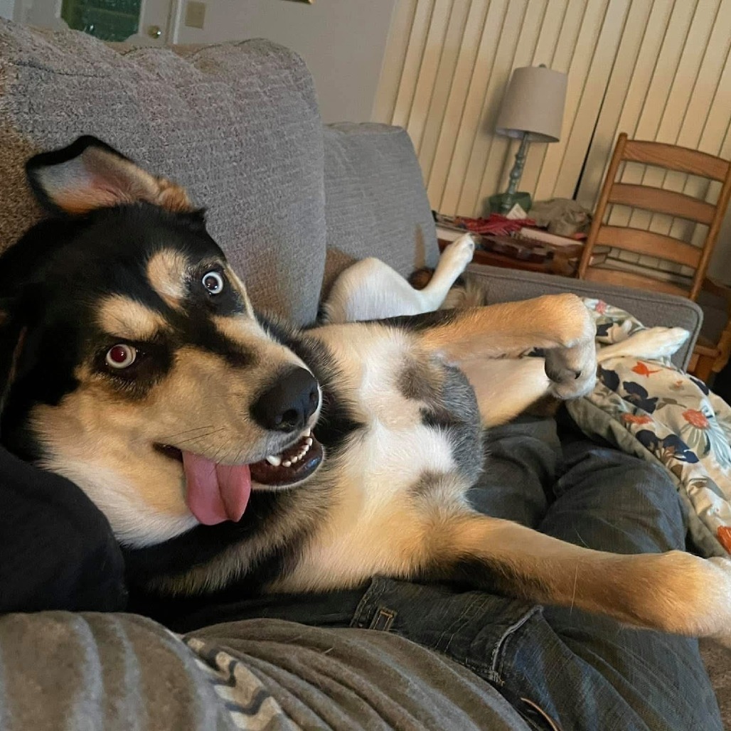 Bo